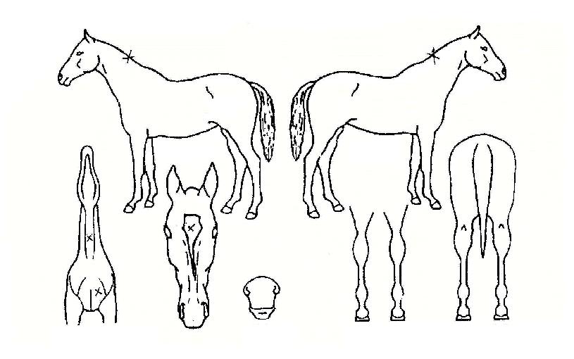 ���Ͻ¸��� ����,���,�޸�,�λ�,�ٸ��� Ư¡����