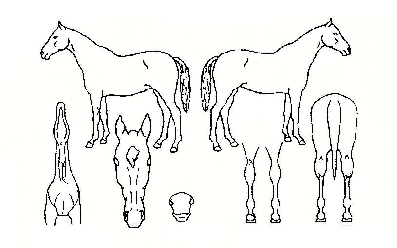 ¼¼ºìºòÅ丮ÀÇ Ãø¸é,¿ì¸é,µÞ¸é,µÎ»ó,´Ù¸®ÀÇ Æ¯Â¡µµÇØ