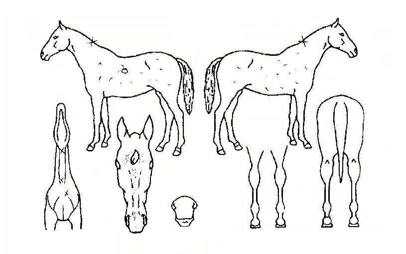 ¸ÞÀ̵çºñÄ«ÀÇ Ãø¸é,¿ì¸é,µÞ¸é,µÎ»ó,´Ù¸®ÀÇ Æ¯Â¡µµÇØ