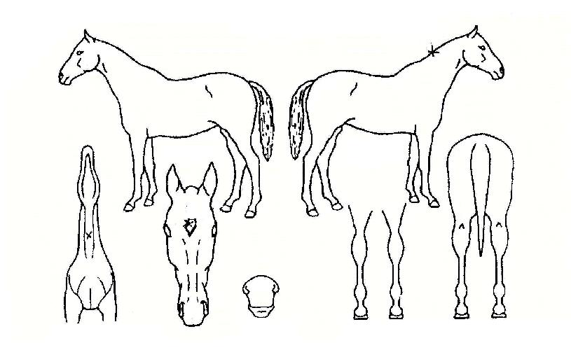 Èæ´í¼ÀÇ Ãø¸é,¿ì¸é,µÞ¸é,µÎ»ó,´Ù¸®ÀÇ Æ¯Â¡µµÇØ