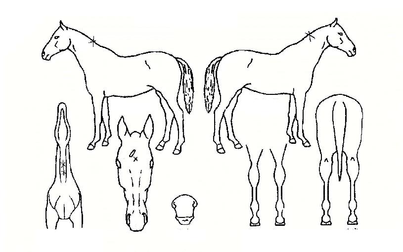 ³ª¸£¸®ÀÇ Ãø¸é,¿ì¸é,µÞ¸é,µÎ»ó,´Ù¸®ÀÇ Æ¯Â¡µµÇØ