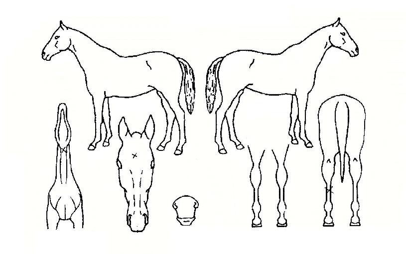 ����� ����,���,�޸�,�λ�,�ٸ��� Ư¡����