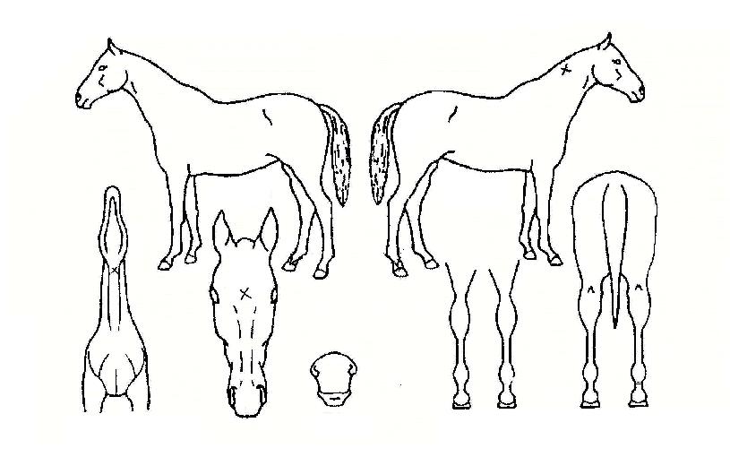 ½Ç¹öŸÀ̰ÅÀÇ Ãø¸é,¿ì¸é,µÞ¸é,µÎ»ó,´Ù¸®ÀÇ Æ¯Â¡µµÇØ