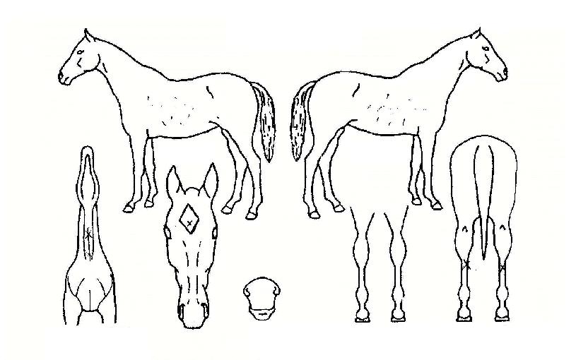 ¿À¿¡À̱âÀûÀÇ Ãø¸é,¿ì¸é,µÞ¸é,µÎ»ó,´Ù¸®ÀÇ Æ¯Â¡µµÇØ