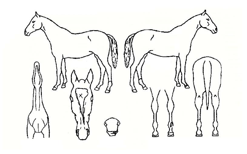 ����ӳͽ��ڸ��� ����,���,�޸�,�λ�,�ٸ��� Ư¡����