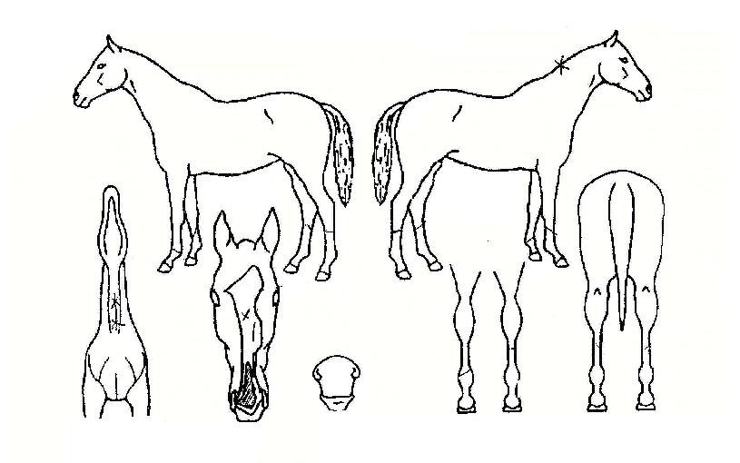 »çÇ϶óÀÇ Ãø¸é,¿ì¸é,µÞ¸é,µÎ»ó,´Ù¸®ÀÇ Æ¯Â¡µµÇØ