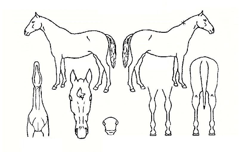 ������ ����,���,�޸�,�λ�,�ٸ��� Ư¡����