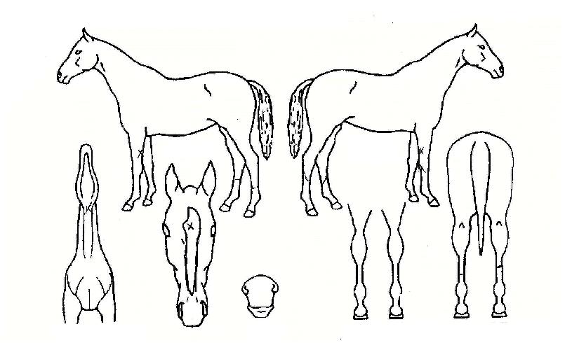 ���������� ����,���,�޸�,�λ�,�ٸ��� Ư¡����