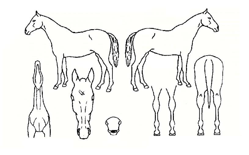 �㽬�㽬�� ����,���,�޸�,�λ�,�ٸ��� Ư¡����