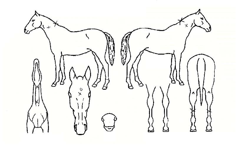 ºí·ç·¹ÀÌÀÇ Ãø¸é,¿ì¸é,µÞ¸é,µÎ»ó,´Ù¸®ÀÇ Æ¯Â¡µµÇØ