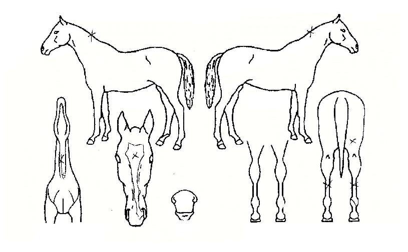 ÅÍÇÁŸÀ̰ÅÀÇ Ãø¸é,¿ì¸é,µÞ¸é,µÎ»ó,´Ù¸®ÀÇ Æ¯Â¡µµÇØ