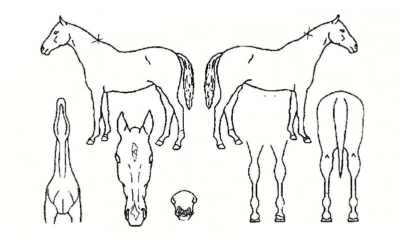 �ڸ���ĭ�� ����,���,�޸�,�λ�,�ٸ��� Ư¡����