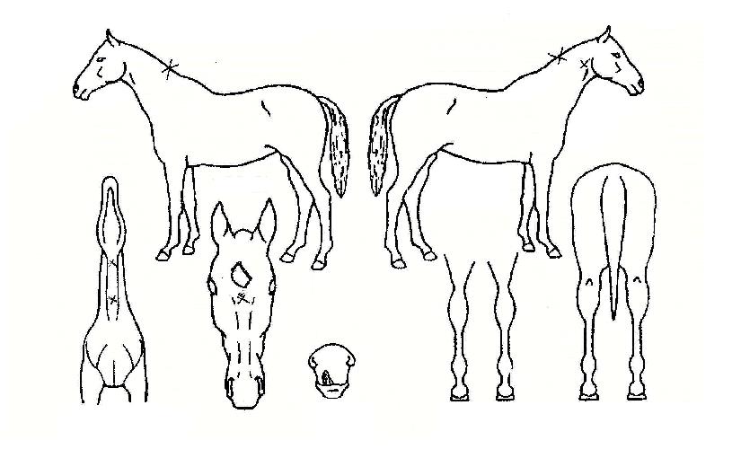 °ñµçÄÄÆÛ½ºÀÇ Ãø¸é,¿ì¸é,µÞ¸é,µÎ»ó,´Ù¸®ÀÇ Æ¯Â¡µµÇØ