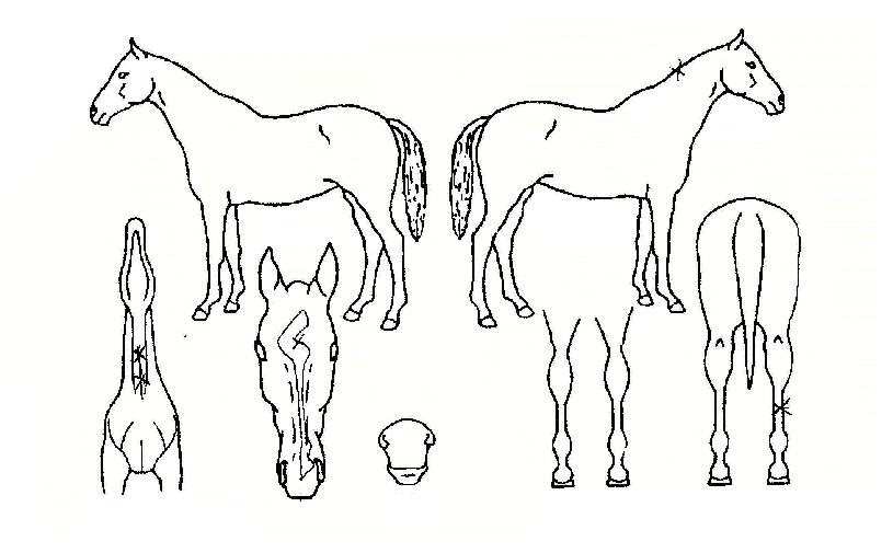 ·Ñ¹Ì¾î¿þÀÌÀÇ Ãø¸é,¿ì¸é,µÞ¸é,µÎ»ó,´Ù¸®ÀÇ Æ¯Â¡µµÇØ