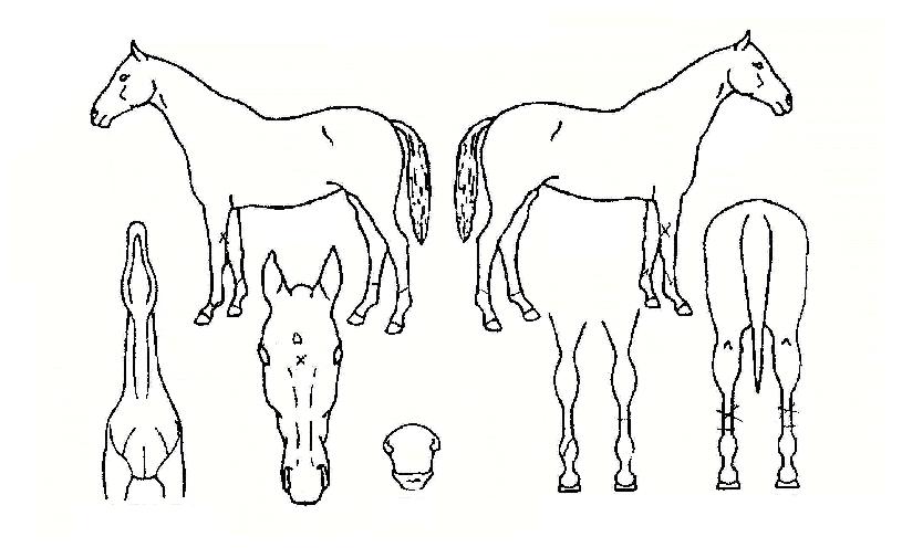 �������� ����,���,�޸�,�λ�,�ٸ��� Ư¡����