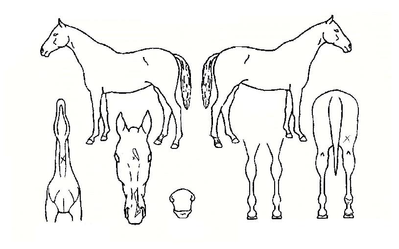 À§½ºÆÛ¸µ½ÃÀÇ Ãø¸é,¿ì¸é,µÞ¸é,µÎ»ó,´Ù¸®ÀÇ Æ¯Â¡µµÇØ