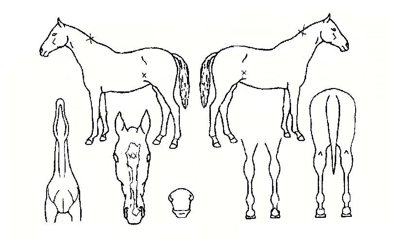 Į������� ����,���,�޸�,�λ�,�ٸ��� Ư¡����