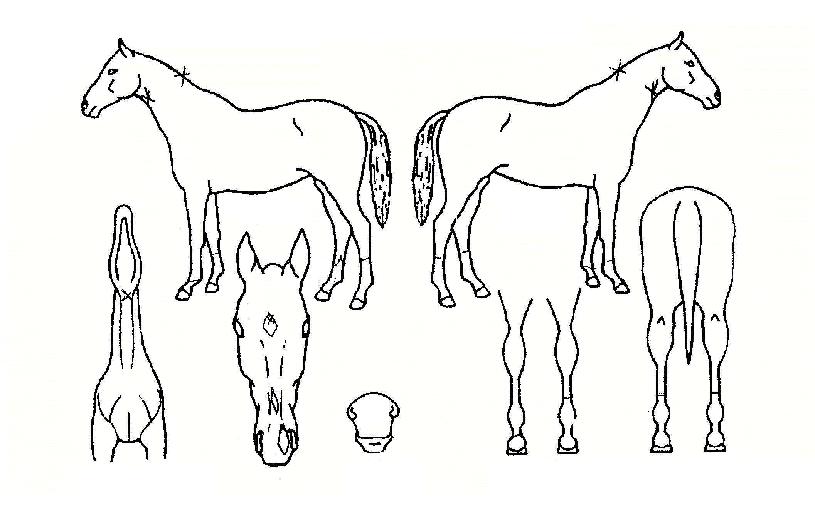 ��Ʈ������ ����,���,�޸�,�λ�,�ٸ��� Ư¡����