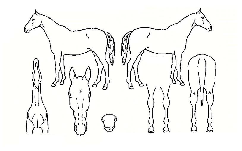 ºò¹öµåÀÇ Ãø¸é,¿ì¸é,µÞ¸é,µÎ»ó,´Ù¸®ÀÇ Æ¯Â¡µµÇØ