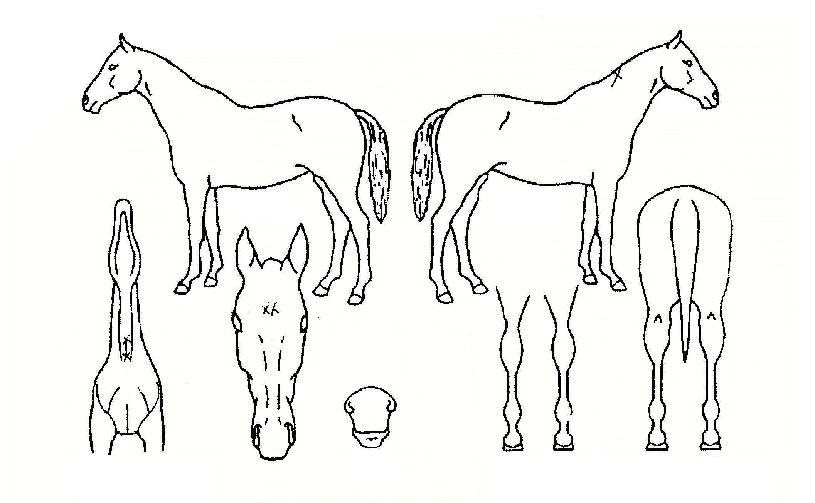 �������� ����,���,�޸�,�λ�,�ٸ��� Ư¡����