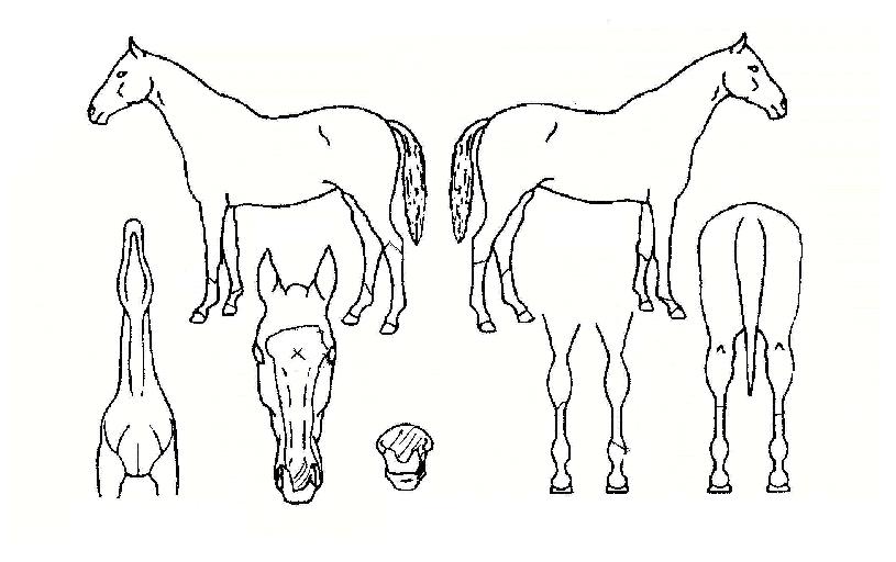 ŷ���귣���� ����,���,�޸�,�λ�,�ٸ��� Ư¡����