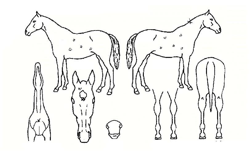 ž籤äÀÇ Ãø¸é,¿ì¸é,µÞ¸é,µÎ»ó,´Ù¸®ÀÇ Æ¯Â¡µµÇØ