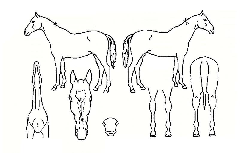 ���޸����� ����,���,�޸�,�λ�,�ٸ��� Ư¡����