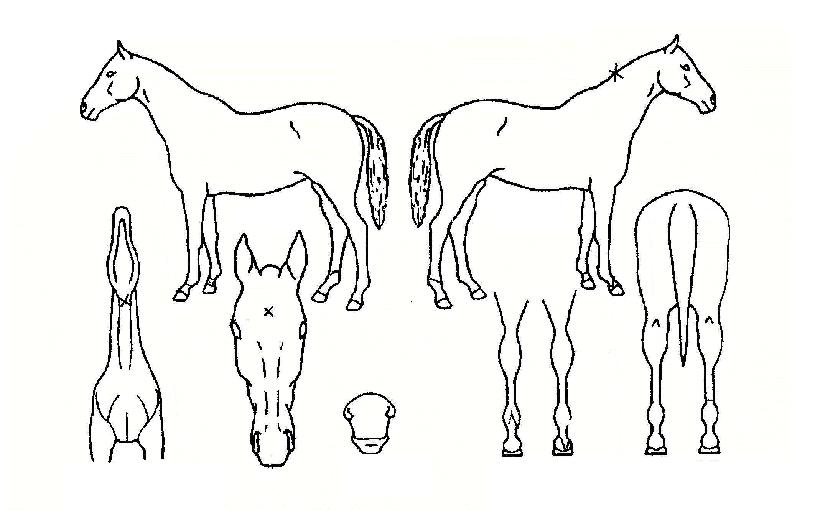 õÁö´ë½ÂÀÇ Ãø¸é,¿ì¸é,µÞ¸é,µÎ»ó,´Ù¸®ÀÇ Æ¯Â¡µµÇØ