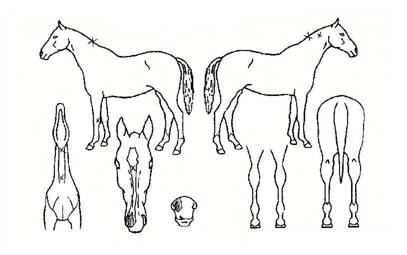 Ŭ¸°¾÷ÃÖ°ÀÇ Ãø¸é,¿ì¸é,µÞ¸é,µÎ»ó,´Ù¸®ÀÇ Æ¯Â¡µµÇØ