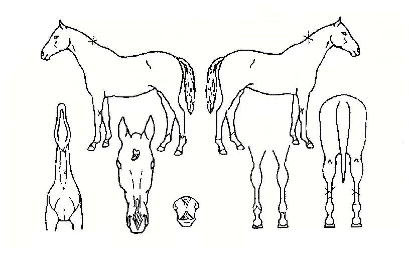 °¡¹®´ëÀ屺ÀÇ Ãø¸é,¿ì¸é,µÞ¸é,µÎ»ó,´Ù¸®ÀÇ Æ¯Â¡µµÇØ