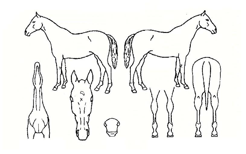 �ʿ��ǰ����� ����,���,�޸�,�λ�,�ٸ��� Ư¡����