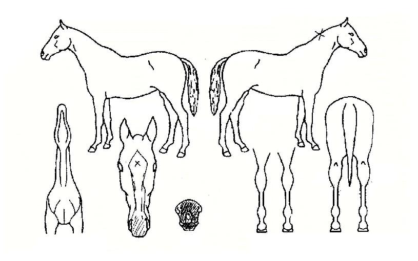 ¿ÀÆç¸®¾ÆÀÇ Ãø¸é,¿ì¸é,µÞ¸é,µÎ»ó,´Ù¸®ÀÇ Æ¯Â¡µµÇØ