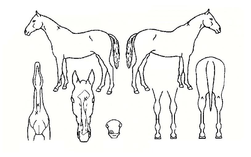 �Ŀ��÷����� ����,���,�޸�,�λ�,�ٸ��� Ư¡����