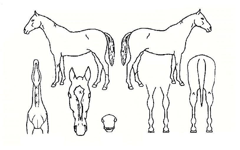 �׷�����Ƽ�� ����,���,�޸�,�λ�,�ٸ��� Ư¡����