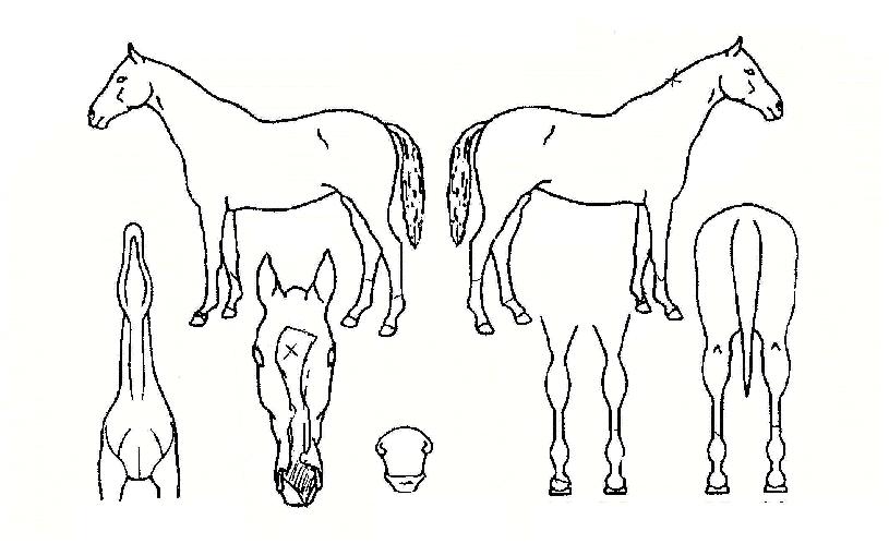 ������� ����,���,�޸�,�λ�,�ٸ��� Ư¡����