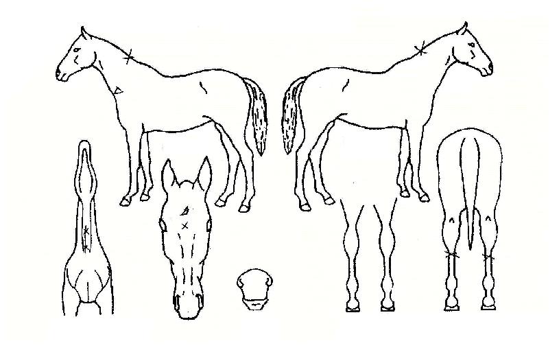 ŸÀÓÅõÀ©ÀÇ Ãø¸é,¿ì¸é,µÞ¸é,µÎ»ó,´Ù¸®ÀÇ Æ¯Â¡µµÇØ