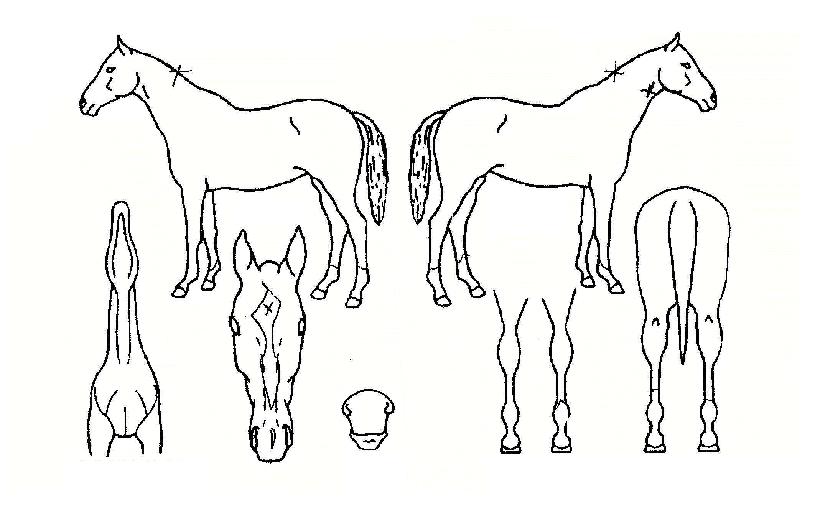 �ϴÿ������� ����,���,�޸�,�λ�,�ٸ��� Ư¡����