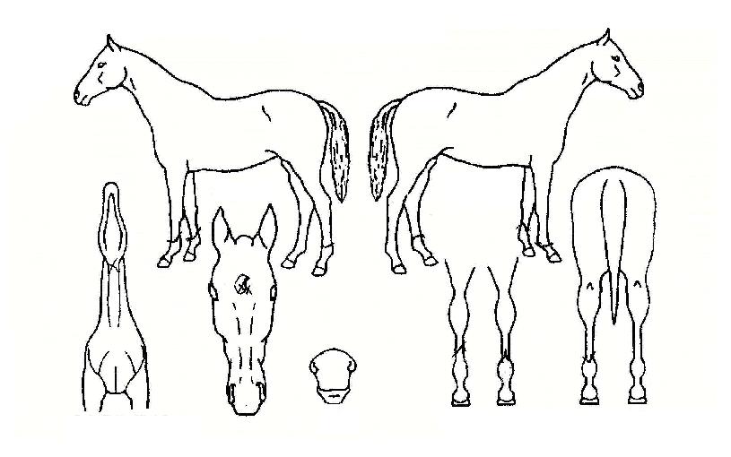 ½Ç¹ö¶óÀÌ´×ÀÇ Ãø¸é,¿ì¸é,µÞ¸é,µÎ»ó,´Ù¸®ÀÇ Æ¯Â¡µµÇØ