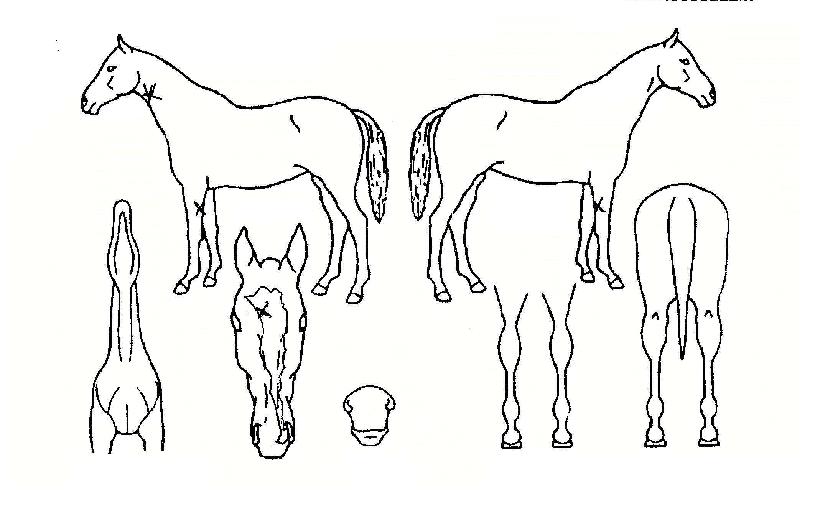 �Ӵ�Ÿ���� ����,���,�޸�,�λ�,�ٸ��� Ư¡����