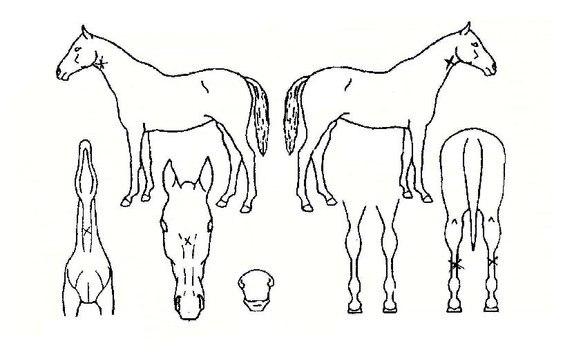 ·¹Àüµå°¡µåÀÇ Ãø¸é,¿ì¸é,µÞ¸é,µÎ»ó,´Ù¸®ÀÇ Æ¯Â¡µµÇØ