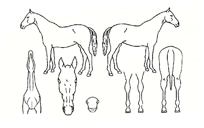 ºÒÆÐ¿©Á¦ÀÇ Ãø¸é,¿ì¸é,µÞ¸é,µÎ»ó,´Ù¸®ÀÇ Æ¯Â¡µµÇØ