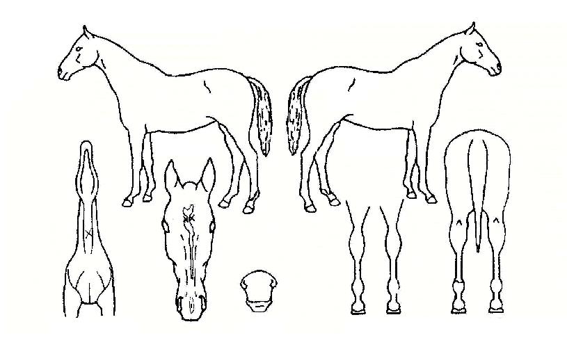 ī����� ����,���,�޸�,�λ�,�ٸ��� Ư¡����