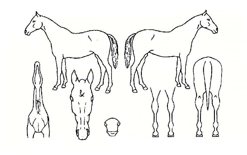 À±½½ÀÇ Ãø¸é,¿ì¸é,µÞ¸é,µÎ»ó,´Ù¸®ÀÇ Æ¯Â¡µµÇØ