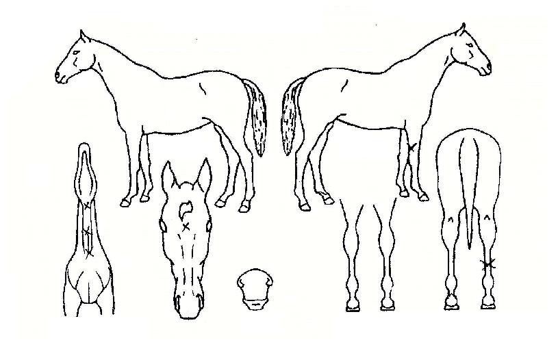 ±Ýº°ÀÌÀÇ Ãø¸é,¿ì¸é,µÞ¸é,µÎ»ó,´Ù¸®ÀÇ Æ¯Â¡µµÇØ