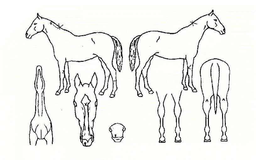 ½Â¿îºñõÀÇ Ãø¸é,¿ì¸é,µÞ¸é,µÎ»ó,´Ù¸®ÀÇ Æ¯Â¡µµÇØ