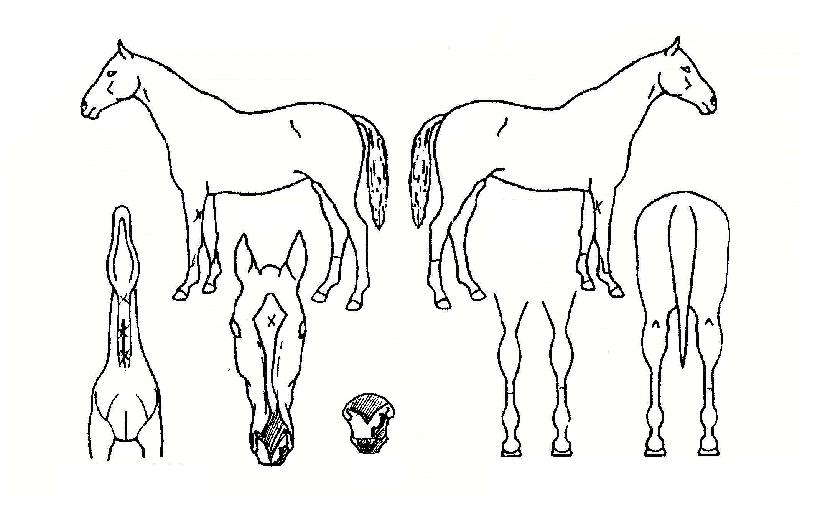 ��ģ�¾��� ����,���,�޸�,�λ�,�ٸ��� Ư¡����