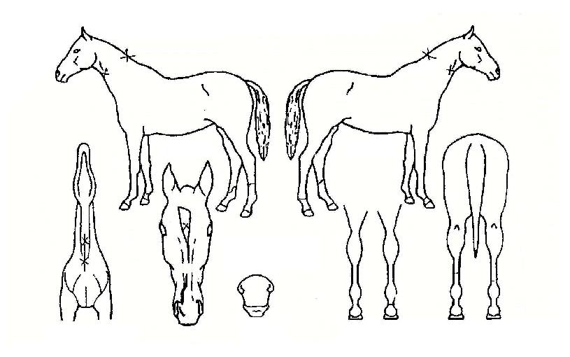 ���������� ����,���,�޸�,�λ�,�ٸ��� Ư¡����