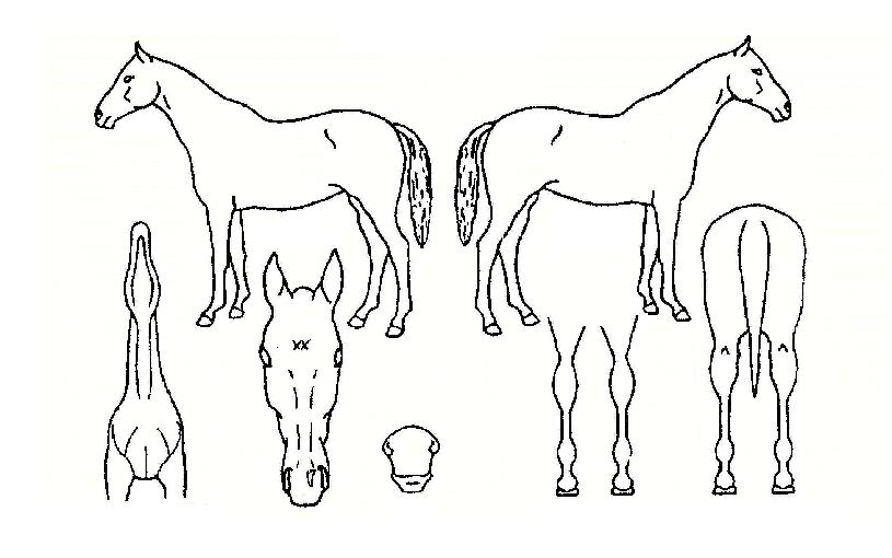 �����¾��� ����,���,�޸�,�λ�,�ٸ��� Ư¡����