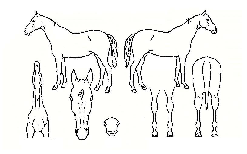 �ǽ�ũ���ڸ��� ����,���,�޸�,�λ�,�ٸ��� Ư¡����