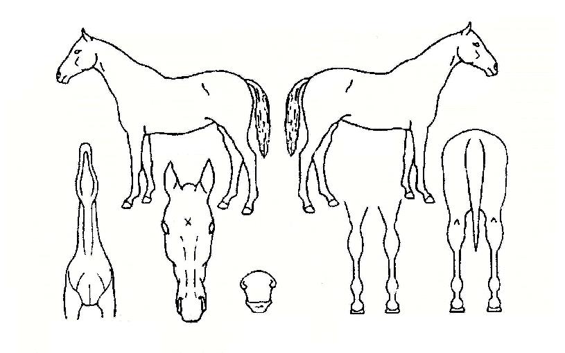 �ָ�������� ����,���,�޸�,�λ�,�ٸ��� Ư¡����